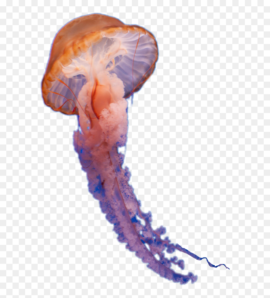 Clip Art Large Group Of Jellyfish - Medusa Animal Png, Transparent Png - jelly fish png