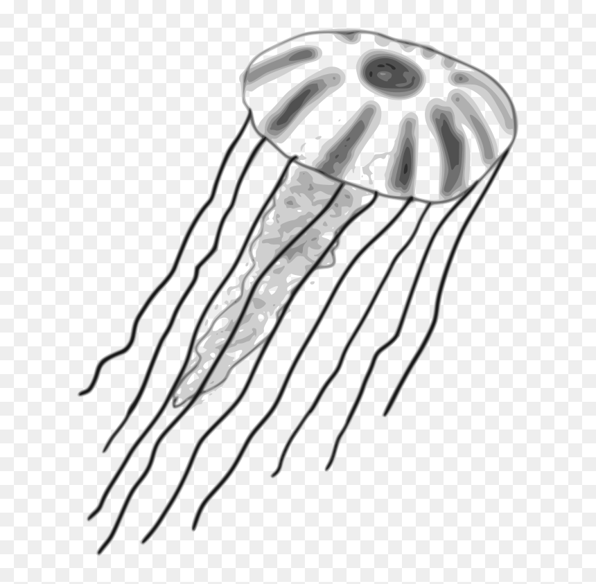 Jellyfish - Box Jelly Fish Clip Art, HD Png Download - jelly fish png