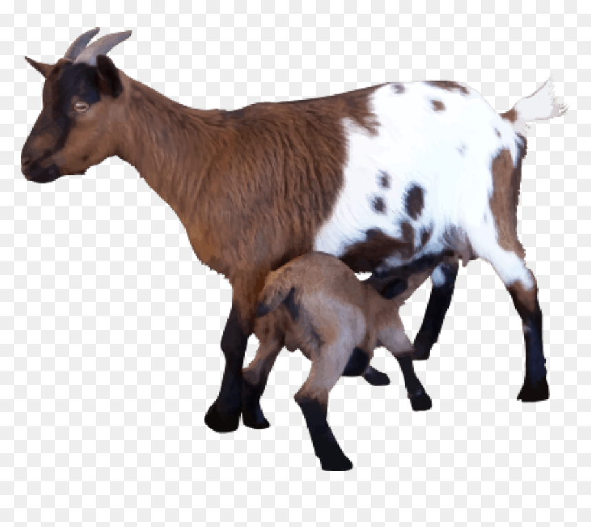 Goat Png Transparent Images - Goat Image Hd Png, Png Download - goat.png