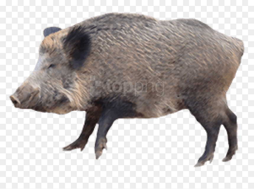 Animal,warthog,domestic Figure - Hog Png, Transparent Png - boar png