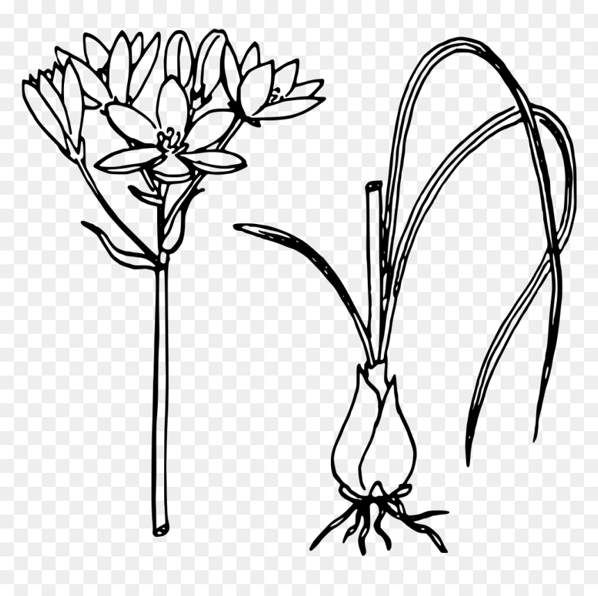 Star Of Bethlehem - Onion Bulb Plant Black And White, HD Png Download - bethlehem star png