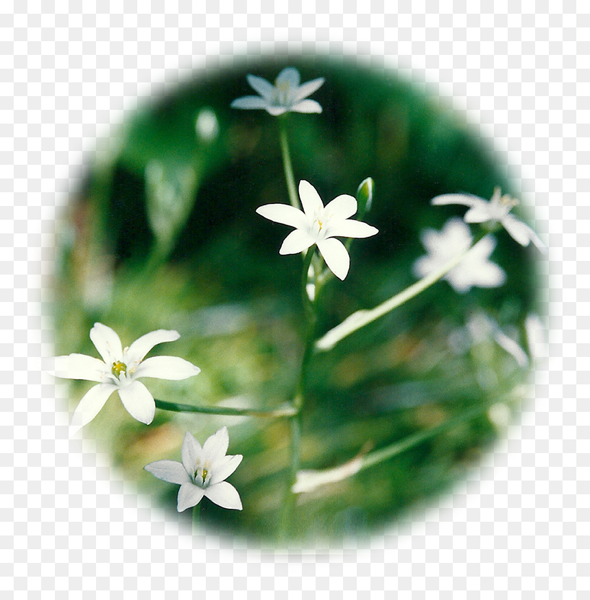 Bethlehem Star Png, Transparent Png - bethlehem star png