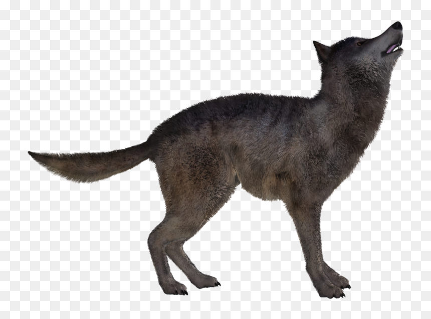 Jackal, Coyote Png - اندازه شغال, Transparent Png - jackal png