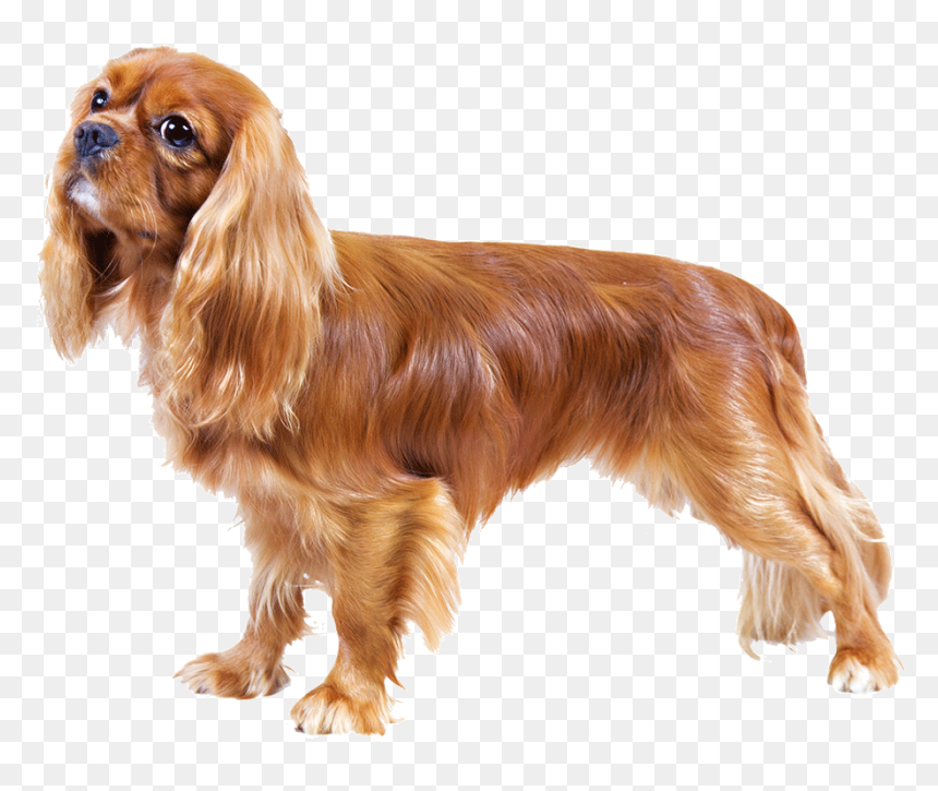 Cavalier King Charles Spaniel Png, Transparent Png - lady and the tramp png