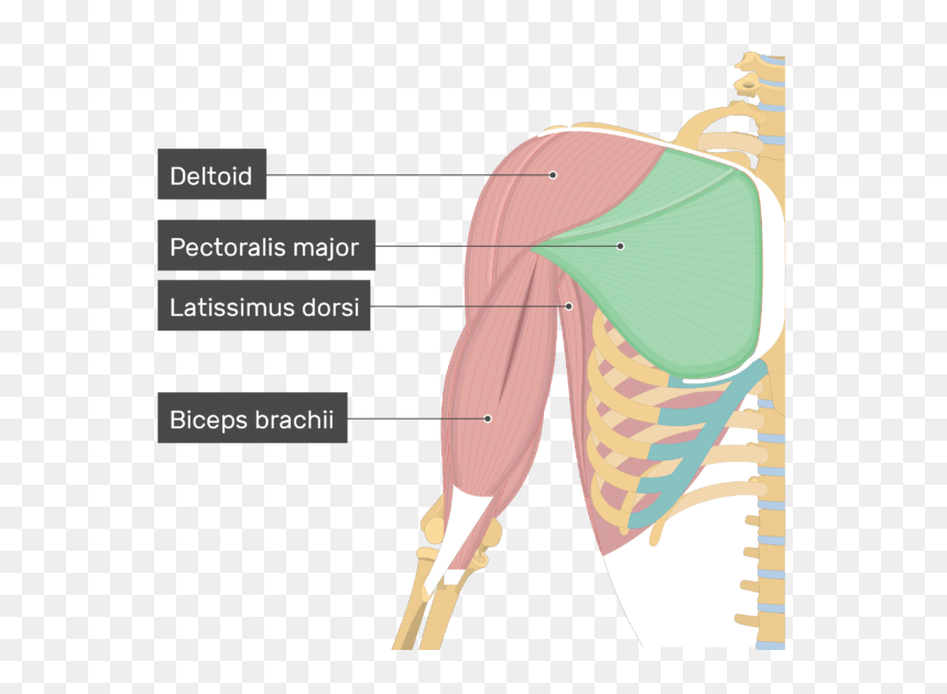 Transparent Flexing Arm Png - Coracobrachialis Muscle, Png Download - flexing arm png