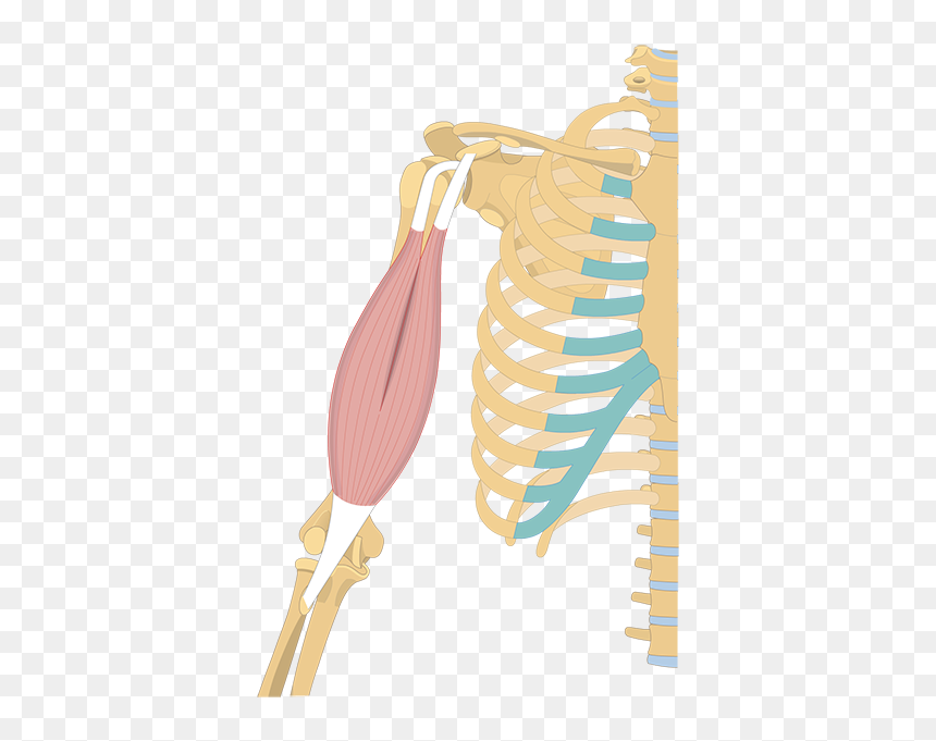 Earrings, HD Png Download - flexing arm png