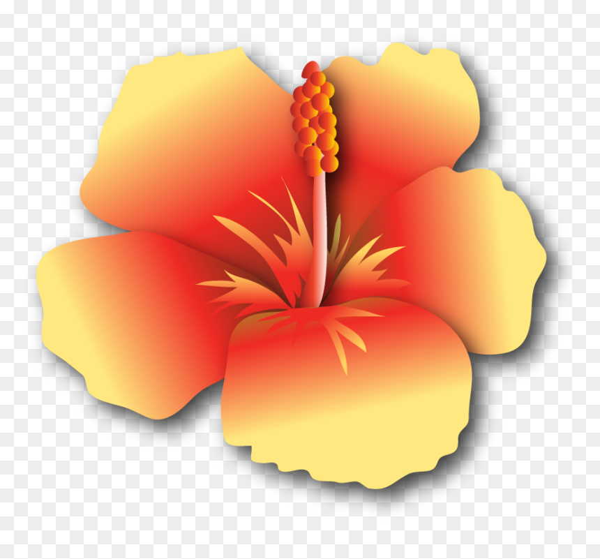 Hibiscus Yr $500 - Hawaiian Hibiscus, HD Png Download - hibiscus clipart png