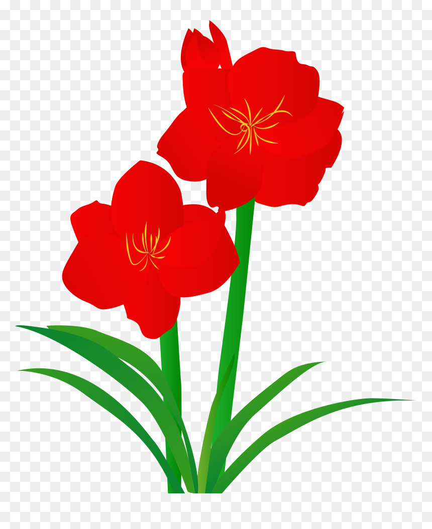 Hand Drawn Illustration Plant Illustrated Png And Vector - Hippeastrum, Transparent Png - plant vector png