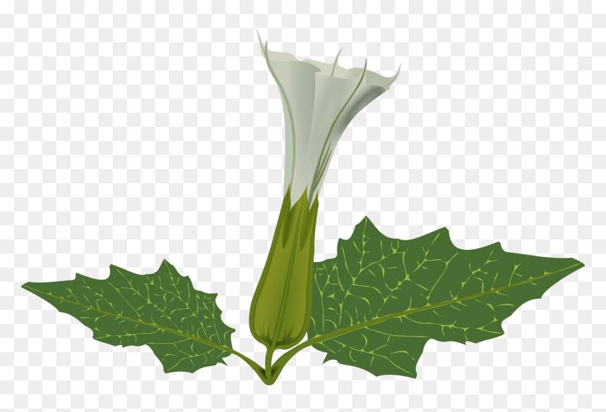 Datura Flower Png, Transparent Png - plant vector png