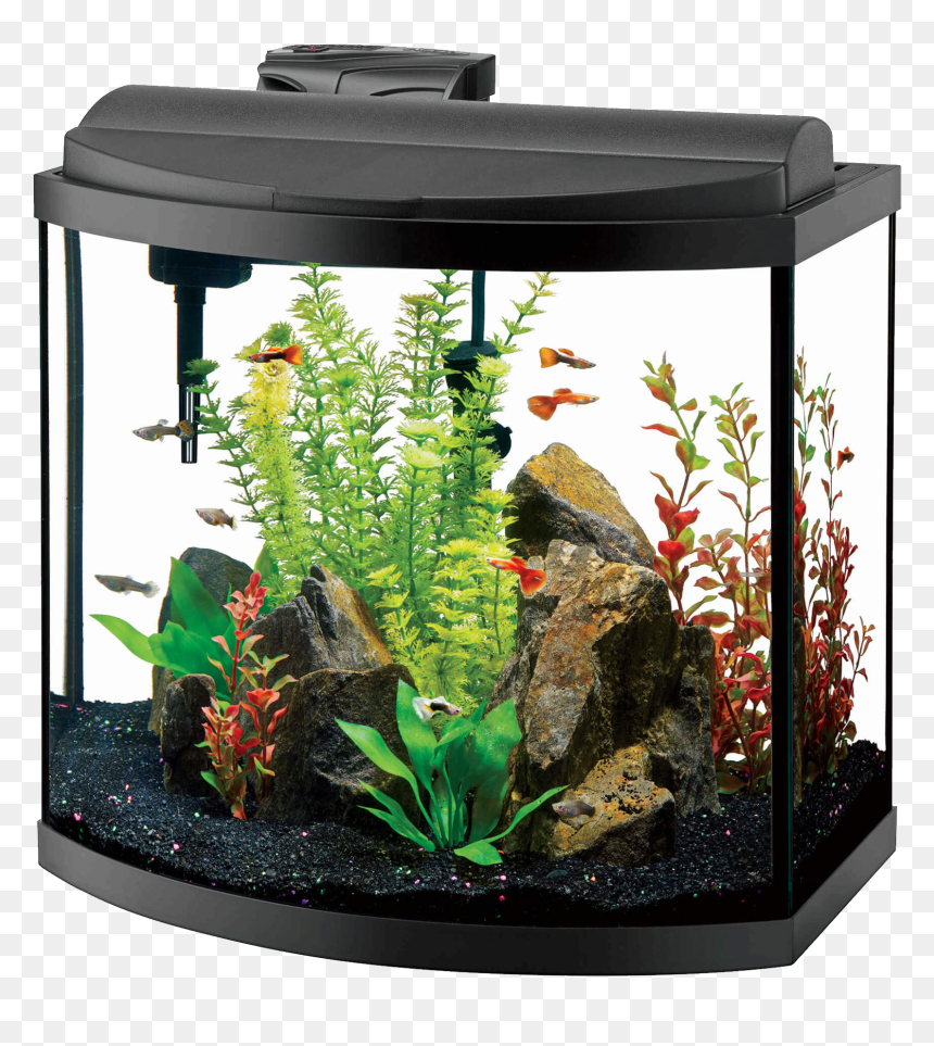 Aquarium Png - Aqueon Aquarium, Transparent Png - aquarium png