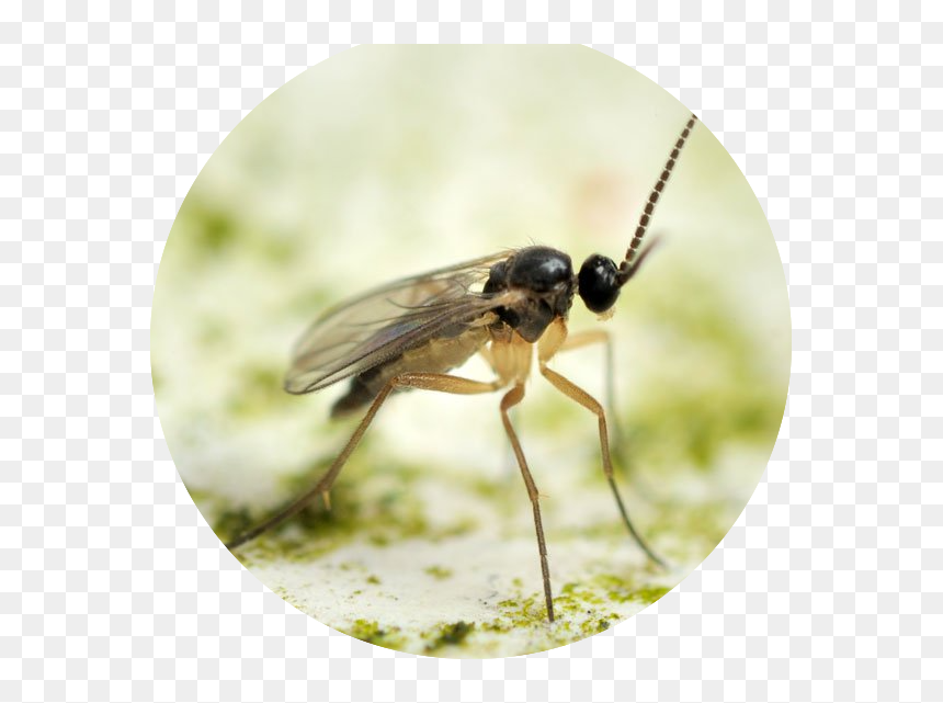 Fungus Gnats Nz, HD Png Download - oval png