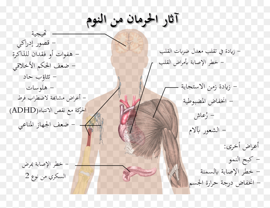 Benefits Of Long Sleep, HD Png Download - png effects