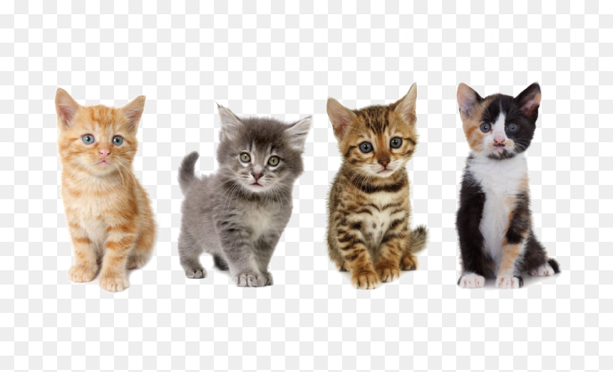 Uber Kittens, HD Png Download - kitten png