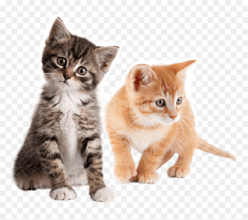 Cute Kitten Png, Transparent Png - kitten png