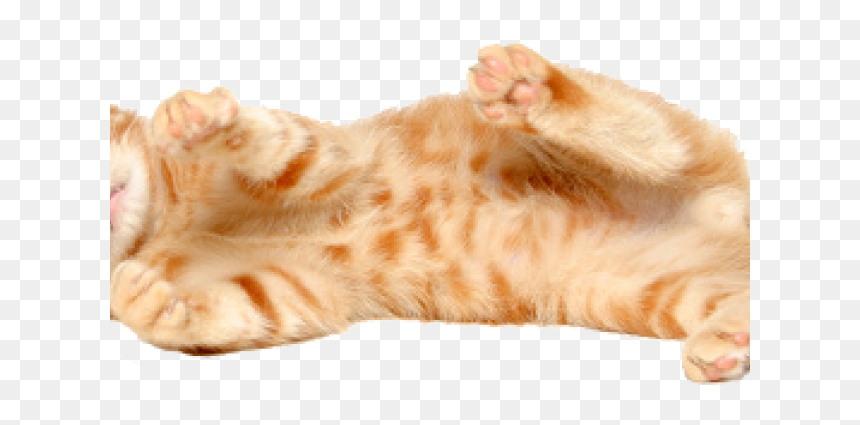 Kitten Png, Transparent Png - kitten png