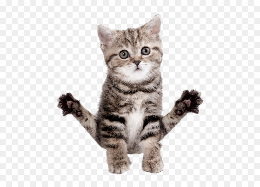 Advertising Cats, HD Png Download - kitten png