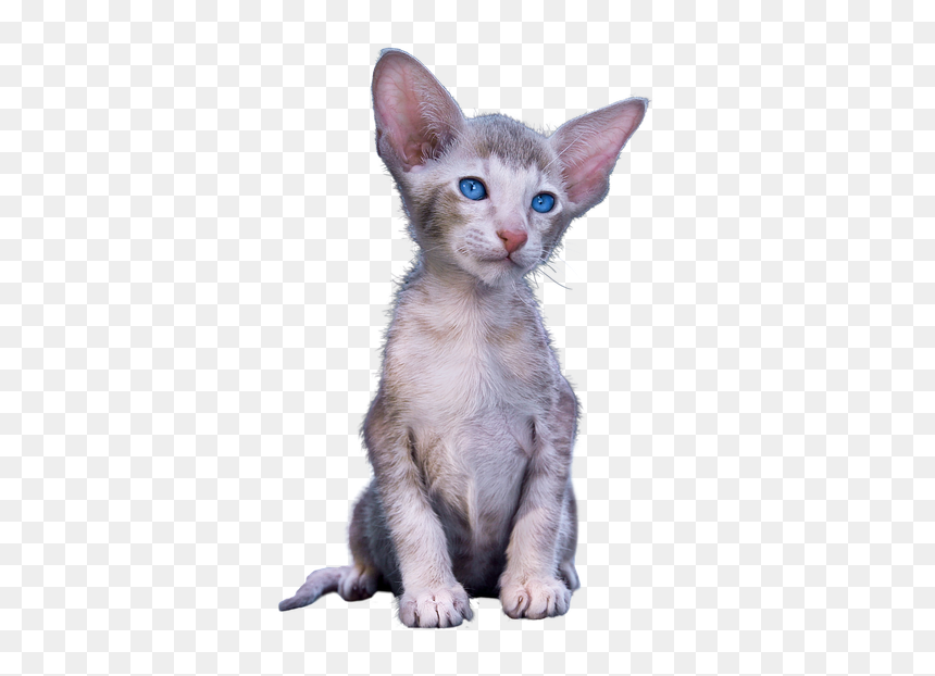 Large Kitten Png, Transparent Png - kitten png