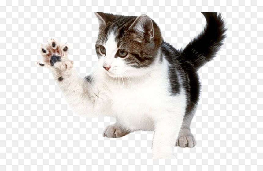 Le Chat Animal Domestique, HD Png Download - kitten png