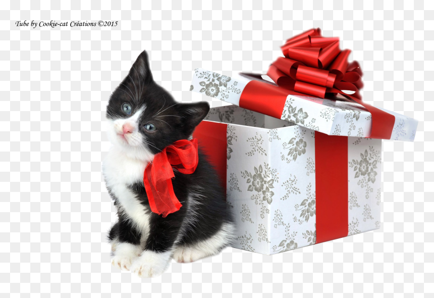 Merry Christmas Black And White Cat, HD Png Download - kitten png
