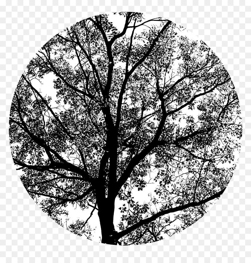 Monochrome, HD Png Download - oak tree png