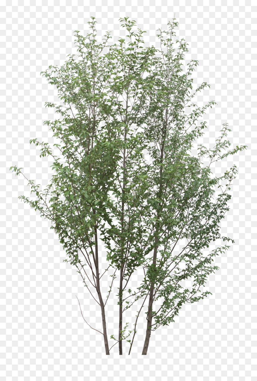 Oak Tree Png, Transparent Png - oak tree png