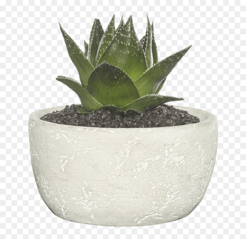 Succulent With Clear Background, HD Png Download - succulent png