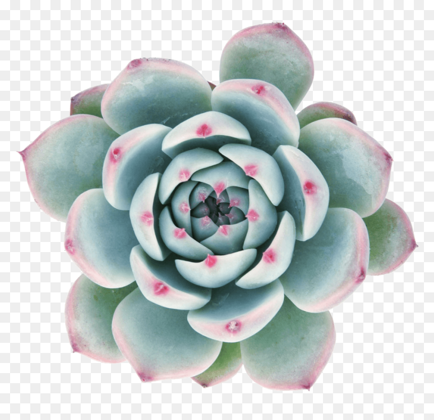 Succulent With Clear Background, HD Png Download - succulent png