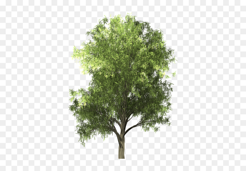 Zelkova Serrata Png, Transparent Png - oak tree png