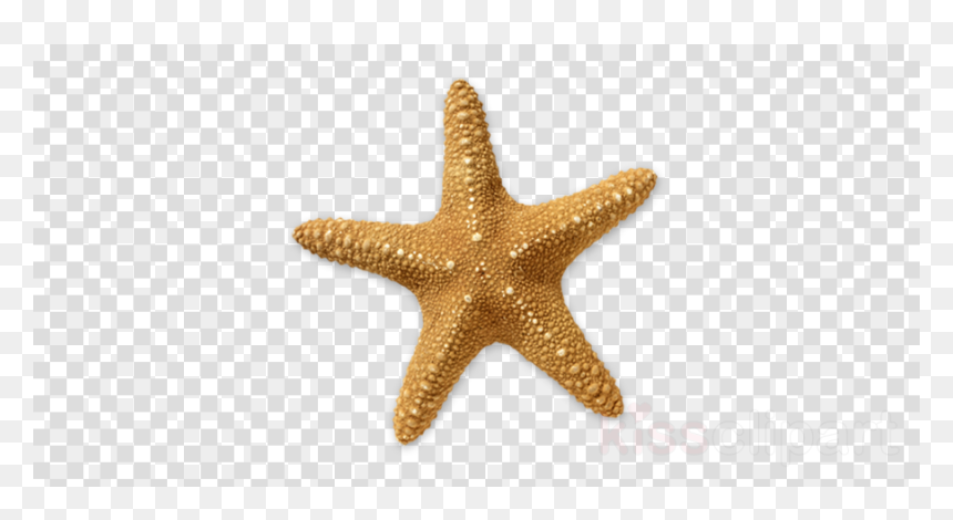 Pakistan Cricket Logo Png, Transparent Png - starfish png