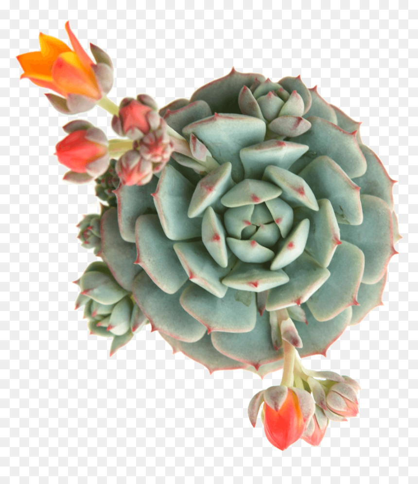 Echeveria Succulents, HD Png Download - succulent png