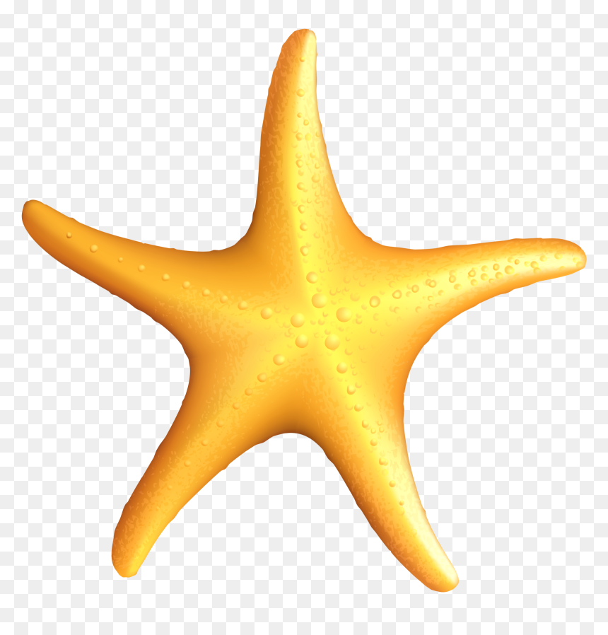 Starfish Png, Transparent Png - starfish png