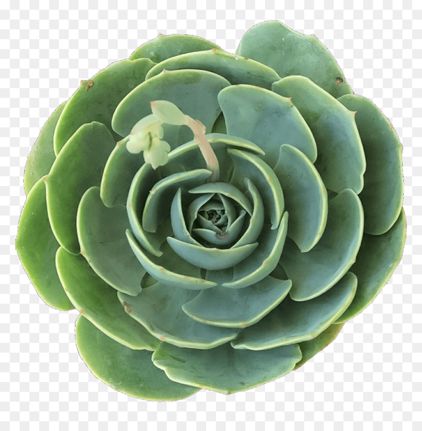 Echeveria Imbricata Blue Rose, HD Png Download - succulent png