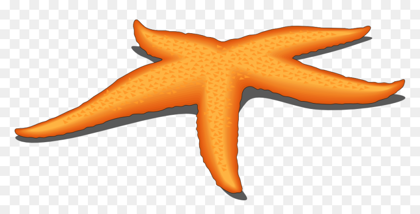 Starfish Clipart Png, Transparent Png - starfish png