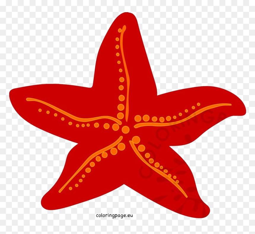 Starfish, HD Png Download - starfish png