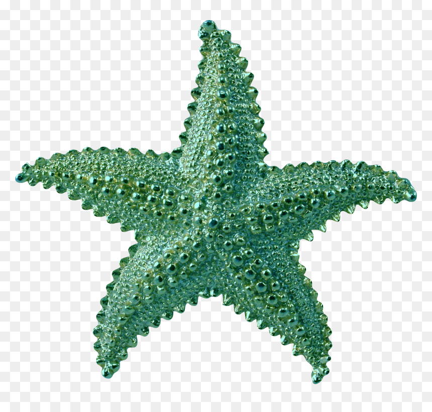 Transparent Starfish Png, Png Download - starfish png
