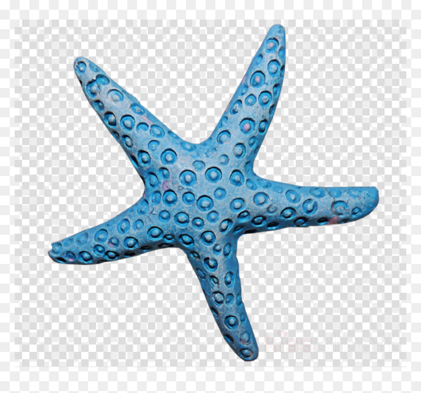 Transparent Png Green Arrow Png, Png Download - starfish png