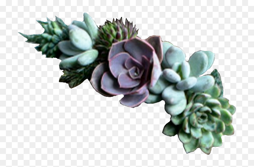 Flower, HD Png Download - succulent png