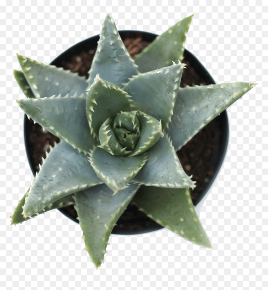 Agave, HD Png Download - succulent png