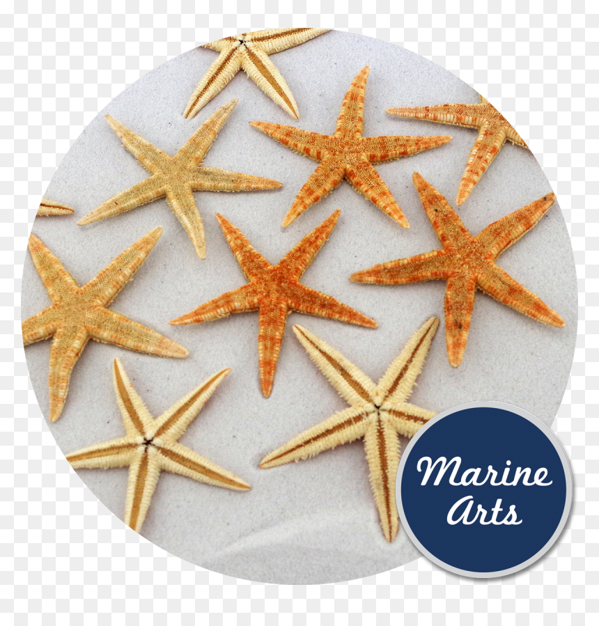 Starfish, HD Png Download - starfish png