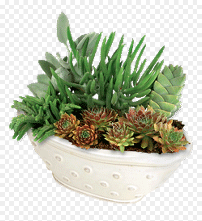 Flowerpot, HD Png Download - succulent png