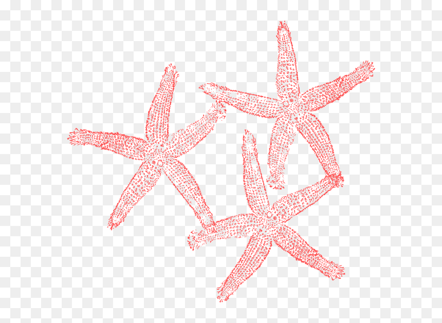 Coral Starfish Clipart, HD Png Download - starfish png