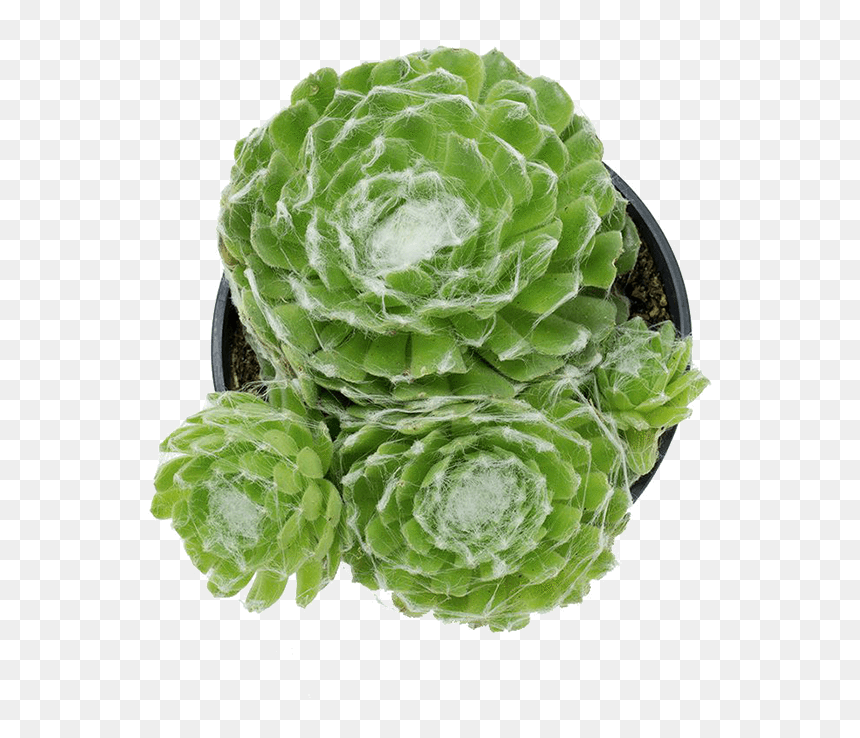 Савойская Капуста, HD Png Download - succulent png
