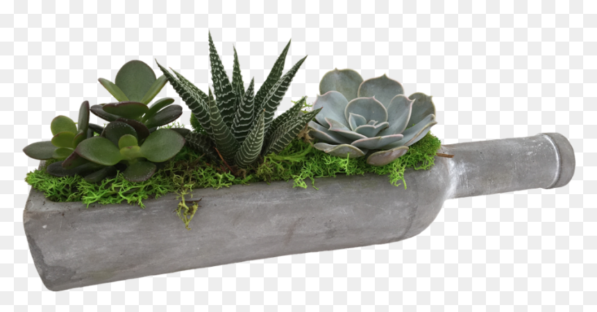 Cactus, HD Png Download - succulent png
