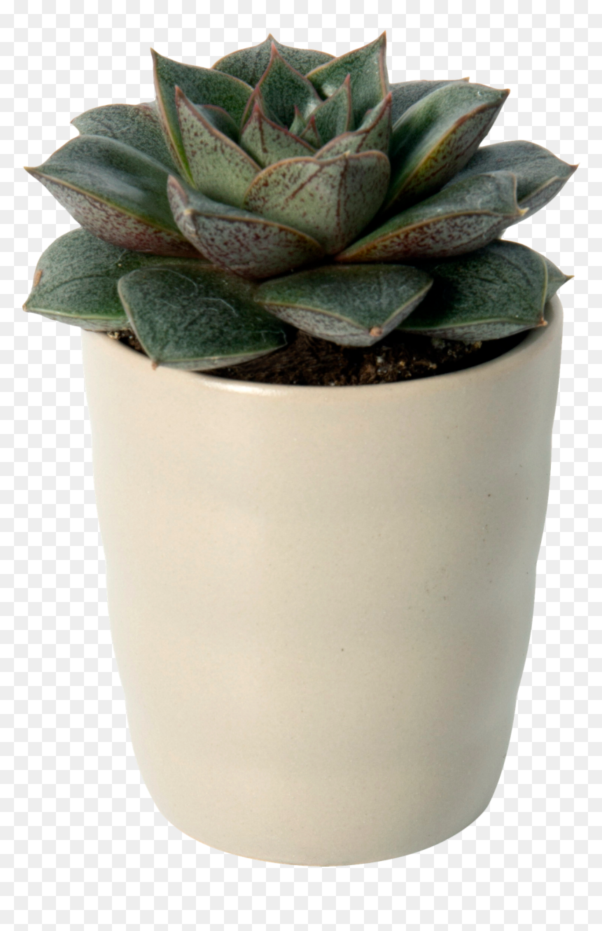Flowerpot, HD Png Download - succulent png