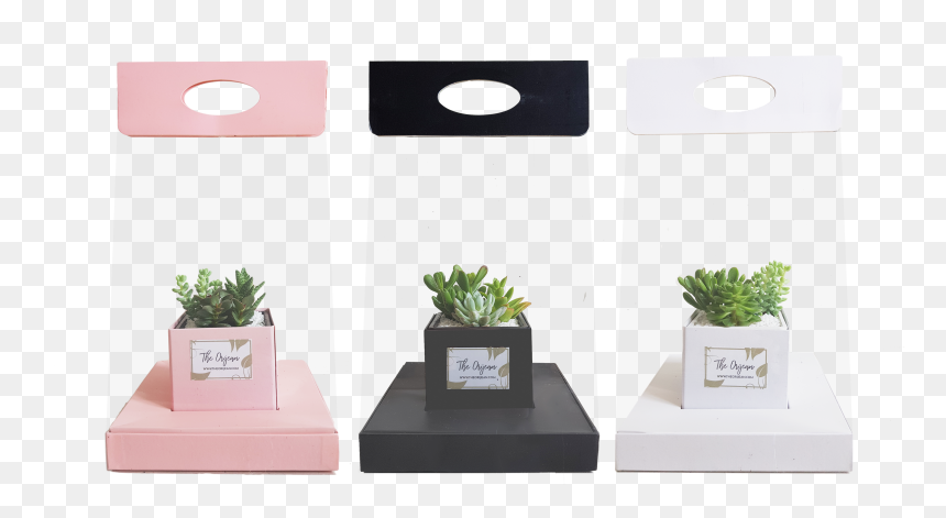 Bonsai, HD Png Download - succulent png