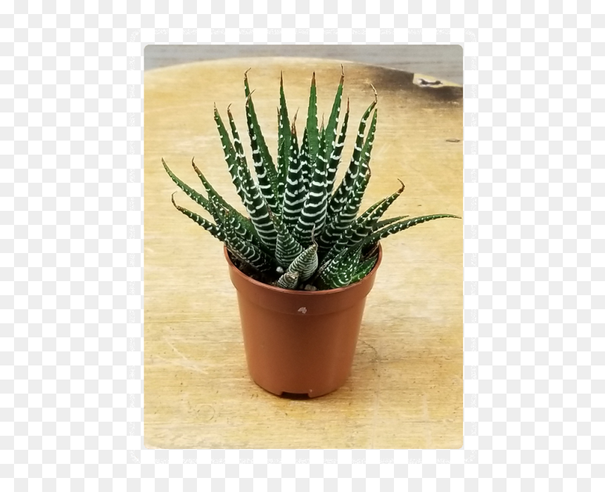 Flowerpot, HD Png Download - succulent png