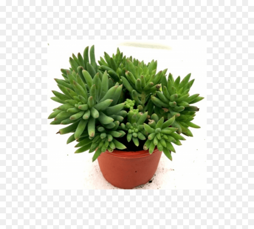 Succulent Sedum Morganianum, HD Png Download - succulent png