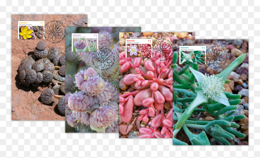 Pachyphytum, HD Png Download - succulent png