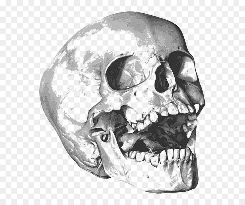 Skull And Bones Png, Transparent Png - bone png