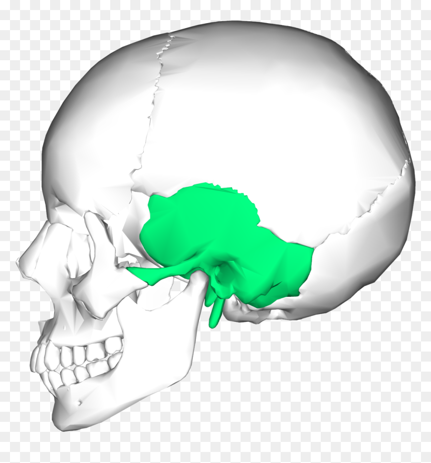 Temporal Bone Png, Transparent Png - bone png